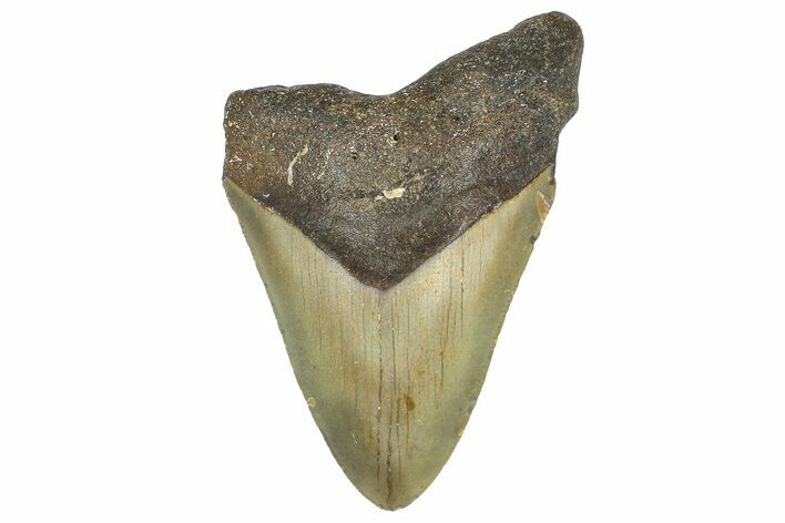 Fossil Megalodon Tooth - North Carolina #362879